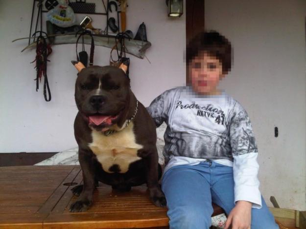 american bully, pocket blue