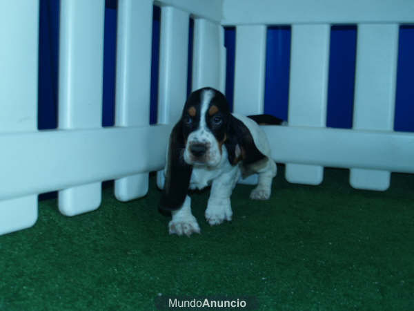 Basset Hound, blanquitos y cariñosos