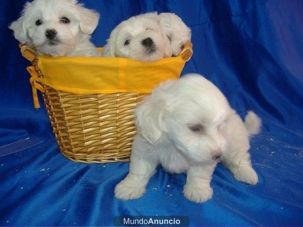 Bolas de nieve -- BICHON MALTES -- PEDIGRI