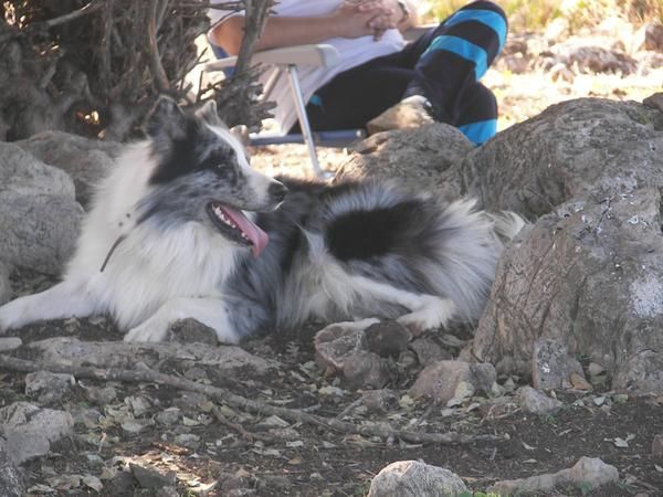 Border collie