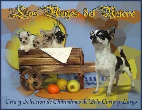 Cachorritos de Chihuahua de Pelo Corto