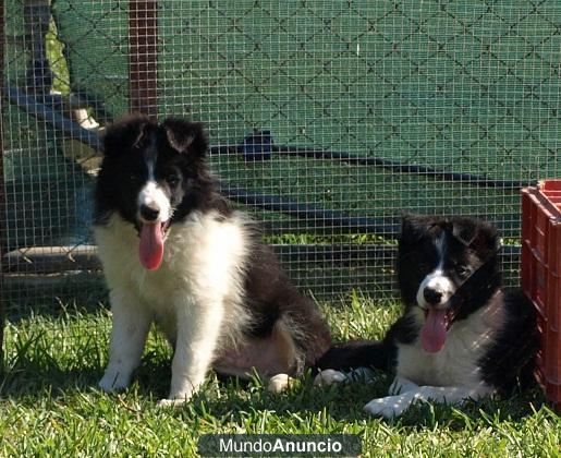 Cachorros Border Collie