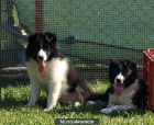 Cachorros Border Collie - mejor precio | unprecio.es