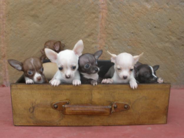 cachorros chihuahuas en tenerife