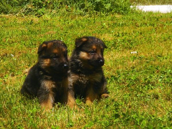 CACHORROS DE PASTOR ALEMAN 600