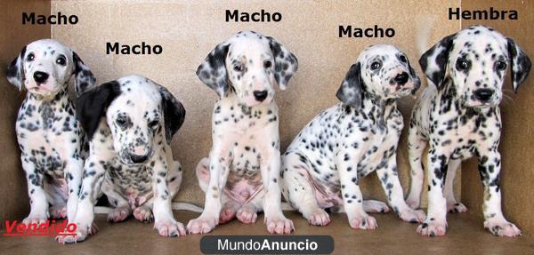 DALMATAS CACHORRITOS