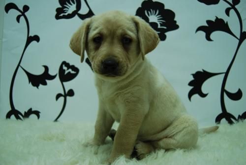 Labrador_nueva camada para entregar||alta calidad**cachorrines de 2 meses