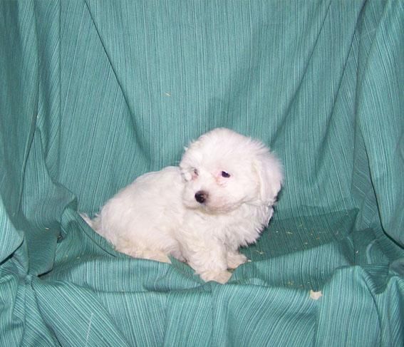 PRECIOSA CAMADA DE BICHON MALTES BLANQUITOS - EL MEJOR REGALO