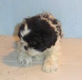 SHIH  TZU   405