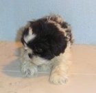 SHIH TZU 405 - mejor precio | unprecio.es