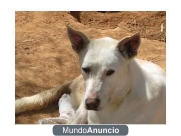 VENUS, BUSCAMOS UNA LUZ PARA UNA ESTRELLA  NECESITAMOS ADOPCION O ACOGIDA URGENTE