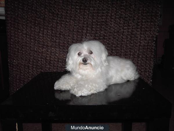 ¡¡¡BICHON MALTES DE PURA  RAZA CON PEDIGRI BUSCA NOVIA