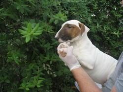 BULL TERRIER 390 EUROS