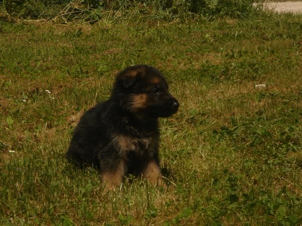 CACHORROS DE PASTOR ALEMAN 600