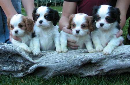 Cocker Spaniel con Pedegree