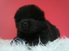 EXCELENTE CAMADA DE CHOW CHOW DE COLOR NEGRO , CRIADERO CON NUCLEO ZOOLOGICO 6824 - mejor precio | unprecio.es