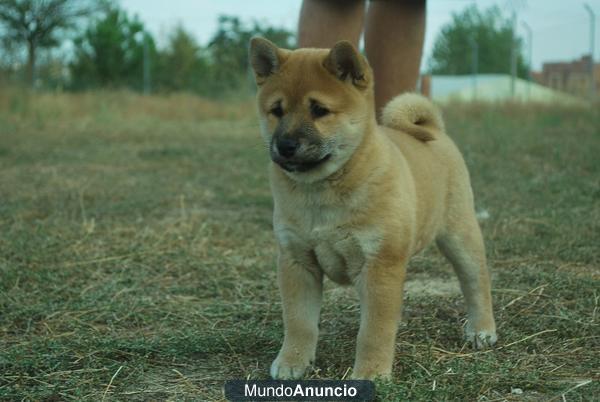 Machos y hembras Shiba Inu ejemplares de raza con pedigree