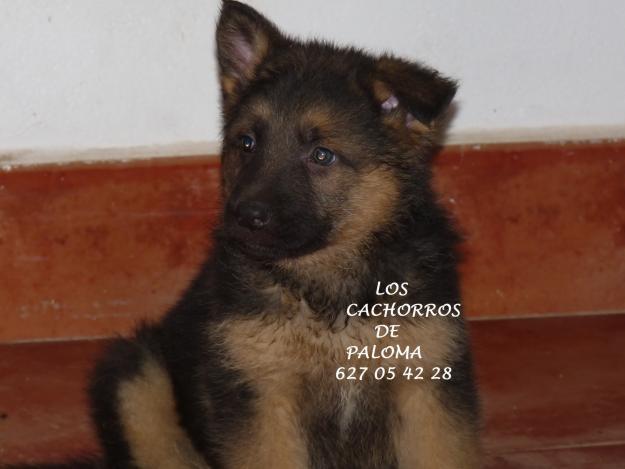 peciosos cachorros de PASTOR ALEMAN LINEA DE BELLEZA 250 EUROS