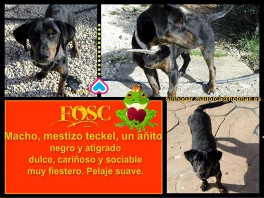 Mix TEckel en Adopción