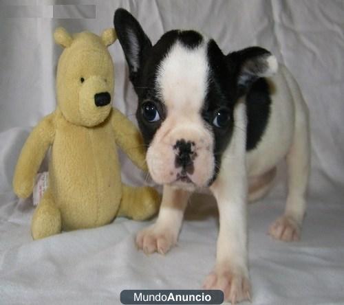 0000000 bulldog frances de Pura Raza. Te entrego tu cachorrito 4444444444