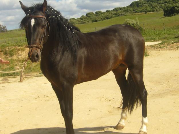 Caballo P.R.E. se vende - Gavuh