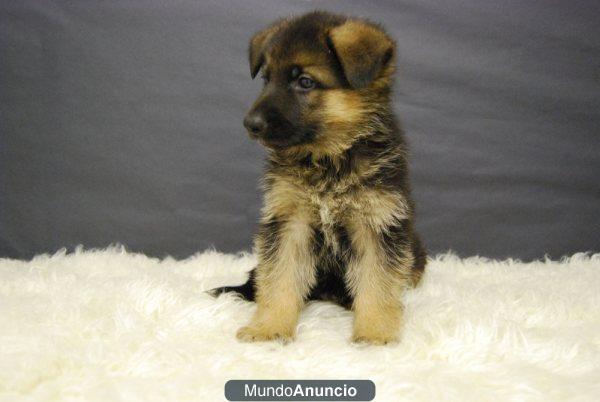 cachorritos de Pastor aleman,con pedigre PRECIOSOS