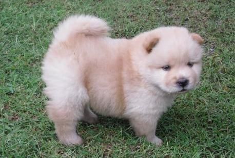 cachorros de chow chow