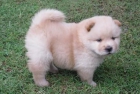 cachorros de chow chow - mejor precio | unprecio.es