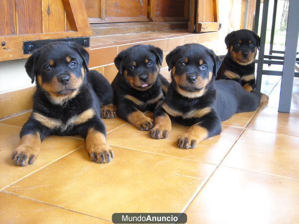 cachorros de rottweiler