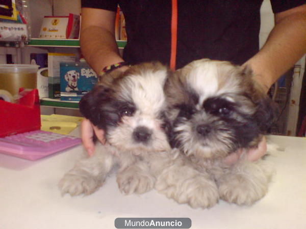 CACHORROS DE SHITZU, VARIEDAD DE COLORES. 480 EUROS