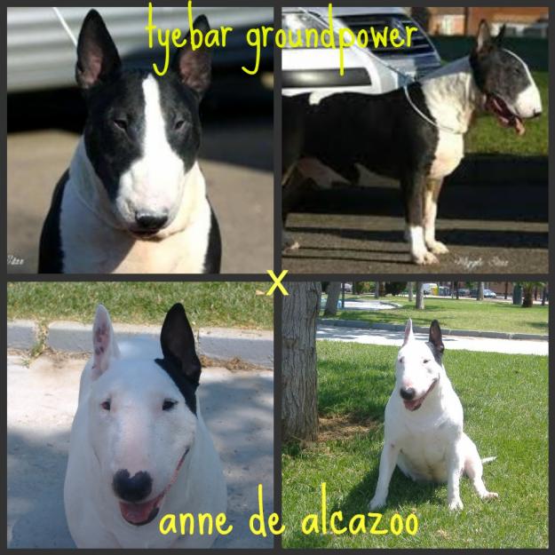 EXCELENTE CAMADA BULL TERRIER