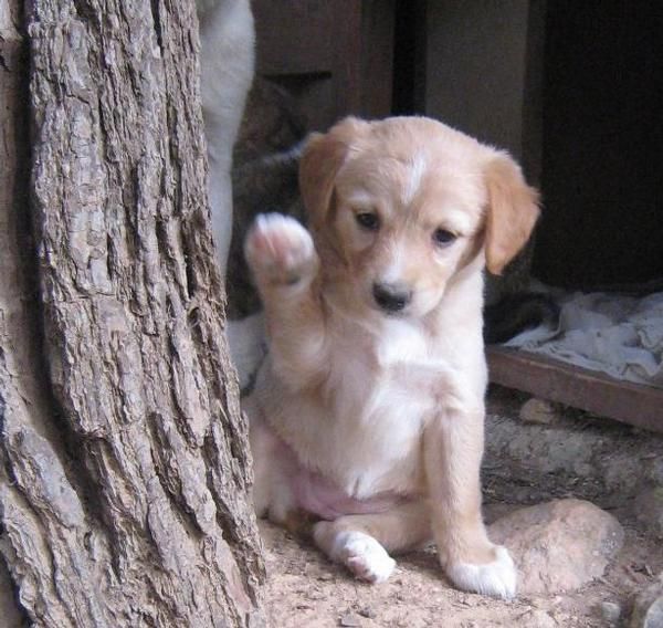 JULIET, cachorra de 1mes 1/2 .. una pelusa de tam. mediano