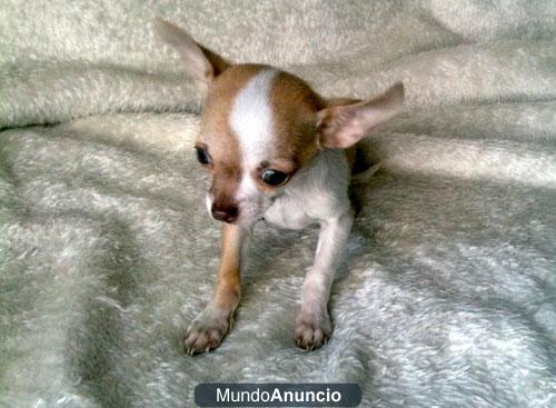 Micachorrito.com venta chihuahuas enanos dsd 650€