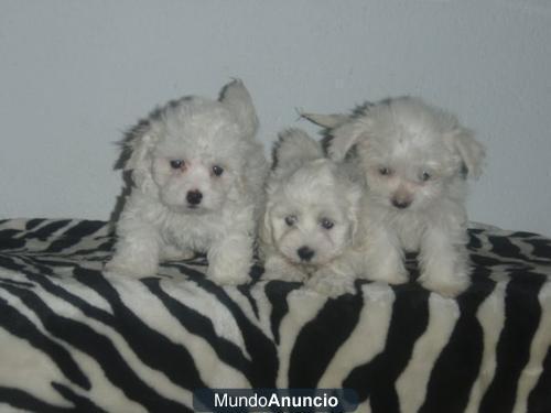 Regalo,cachorritos nacionales de bichon maltes