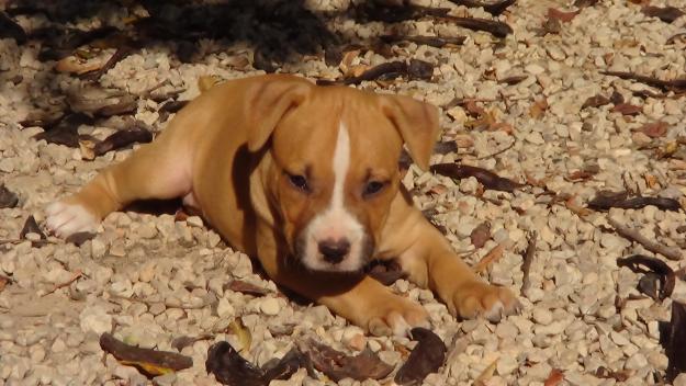 SE VENDEN CACHORROS DE AMERICAN STAFFORDSHIRE TERRIER 100 EUROS