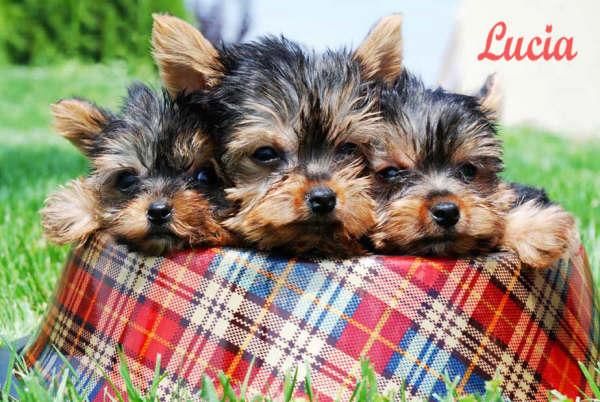 Yorkshire, no encontraras mejores cachorros