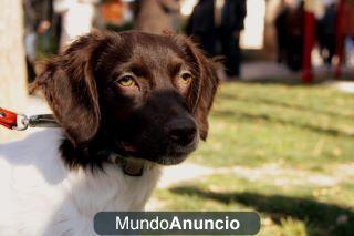 Aisha, cachorra en adopción.