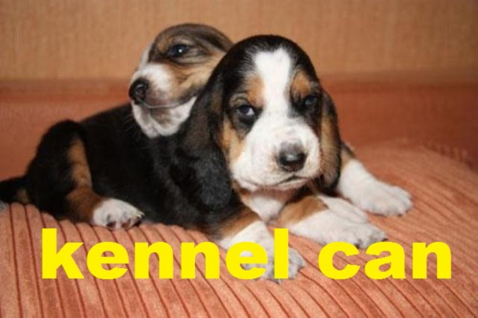 cachorros de basset hound