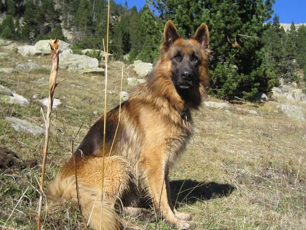 CACHORROS DE PASTOR ALEMAN