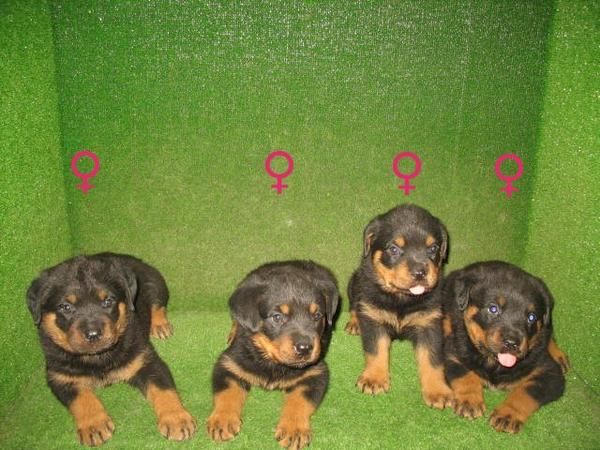 CACHORROS DE ROTTWEILER DE PURA RAZA 250