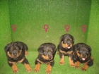 CACHORROS DE ROTTWEILER DE PURA RAZA 250 - mejor precio | unprecio.es