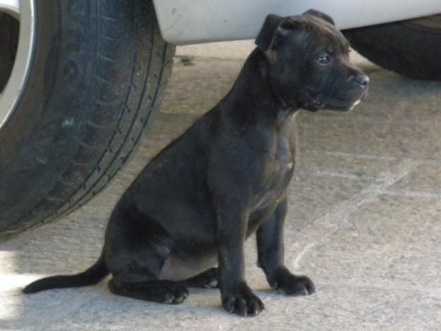 cachorros staffordshire bull terrier