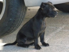 cachorros staffordshire bull terrier - mejor precio | unprecio.es