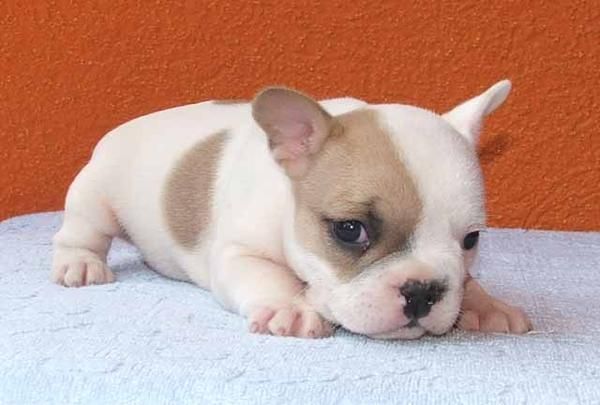 Camada de bulldogs frances..