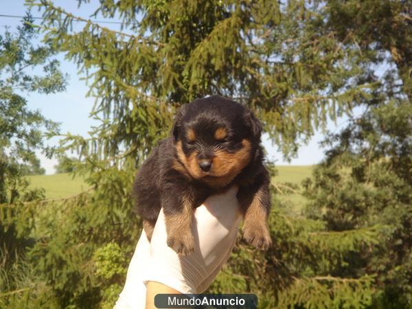 Camada Rottweiler 300€