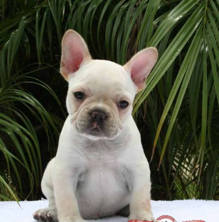 COMPRO PERRO French Bulldog puppy de 0 asta 150 euross