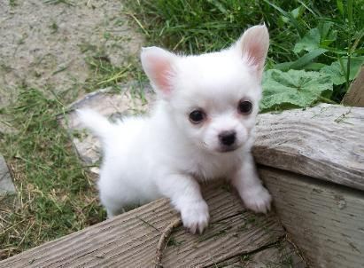 Nieve Blanco Chihuahua Cachorros