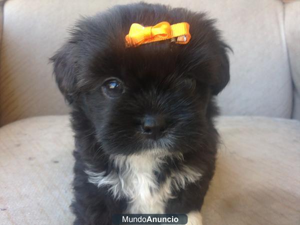 Shih tzu 100€