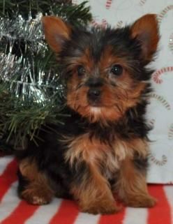 Yorkshire terrier. Muy económicos200eur