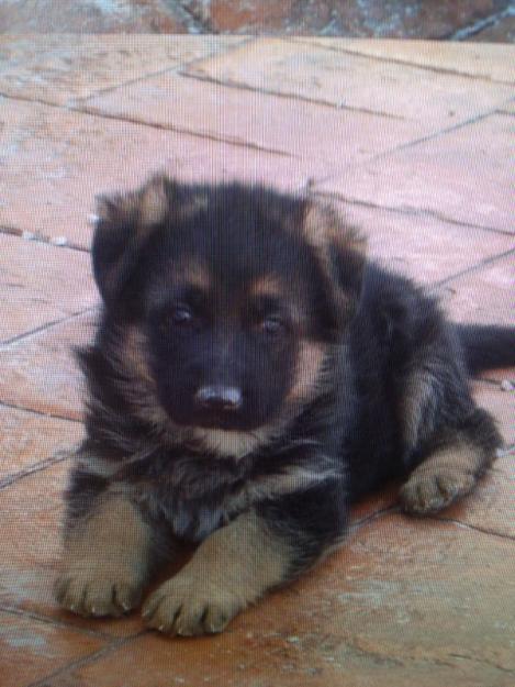 excelentes cachorros de pastor alemán negro fuego legitimos